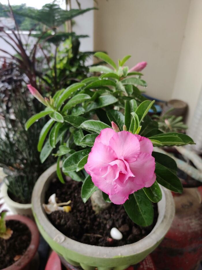 This Adenium