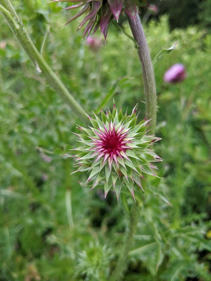 Thistles By The Overpass.