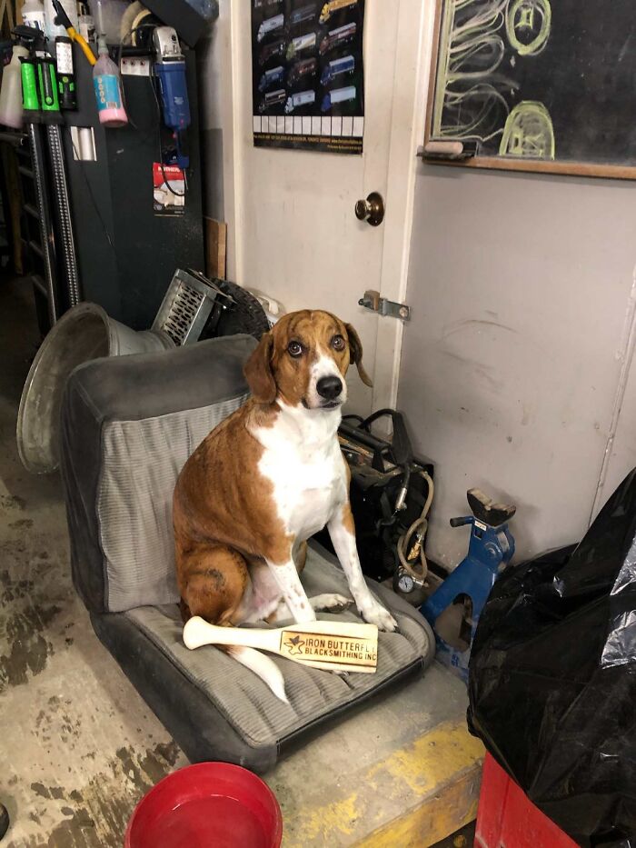 He Went Through 4 Homes. I Am His Final Stop ♡