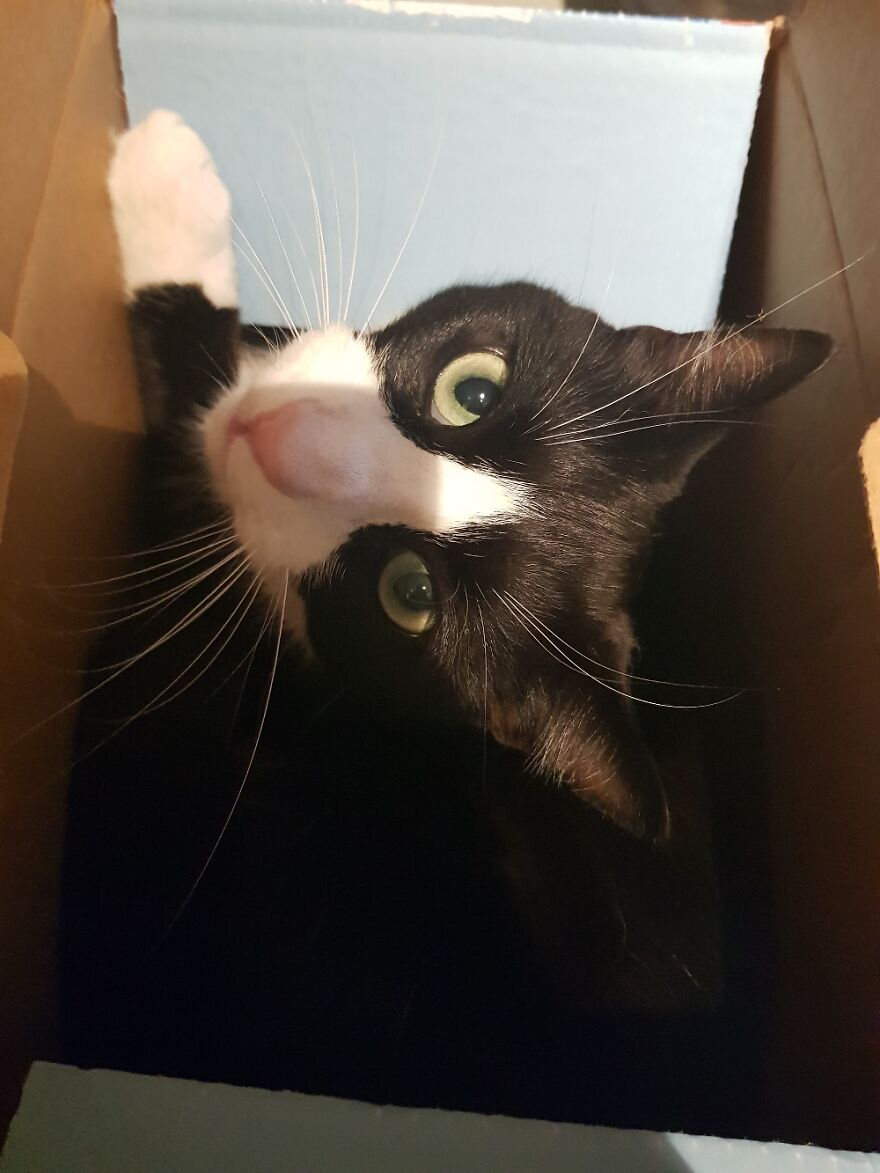 He Loves His Box. Lol