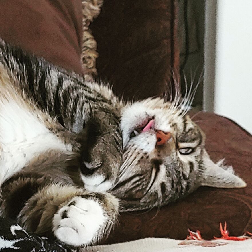 Maneki Nekomata In Glorious Slumber