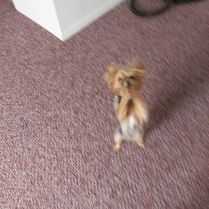 teresastewart avatar