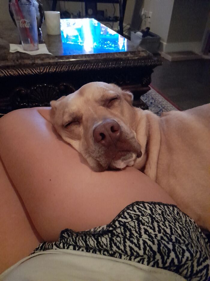 This Is Captain, Or Cappy As We Like To Call Him. Sweetest Boy In The World