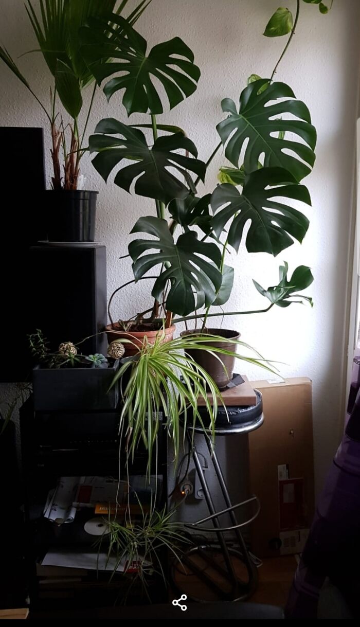 My Big Monstera!