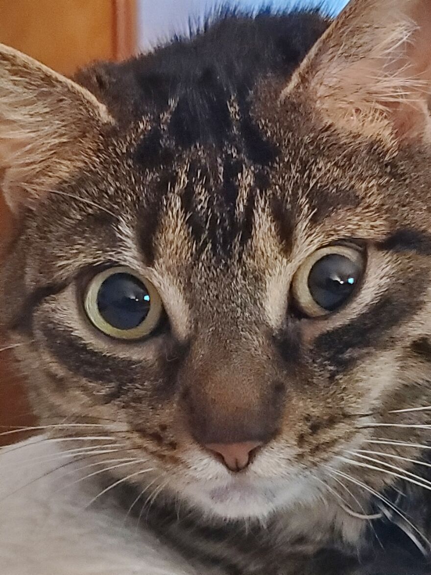 I Call This Look "I Have Encountered An Error" Face