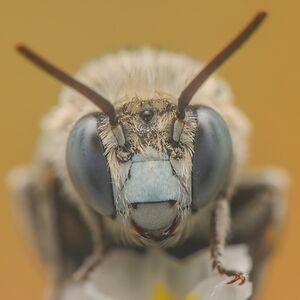 Gaya Rudner Borenshtein