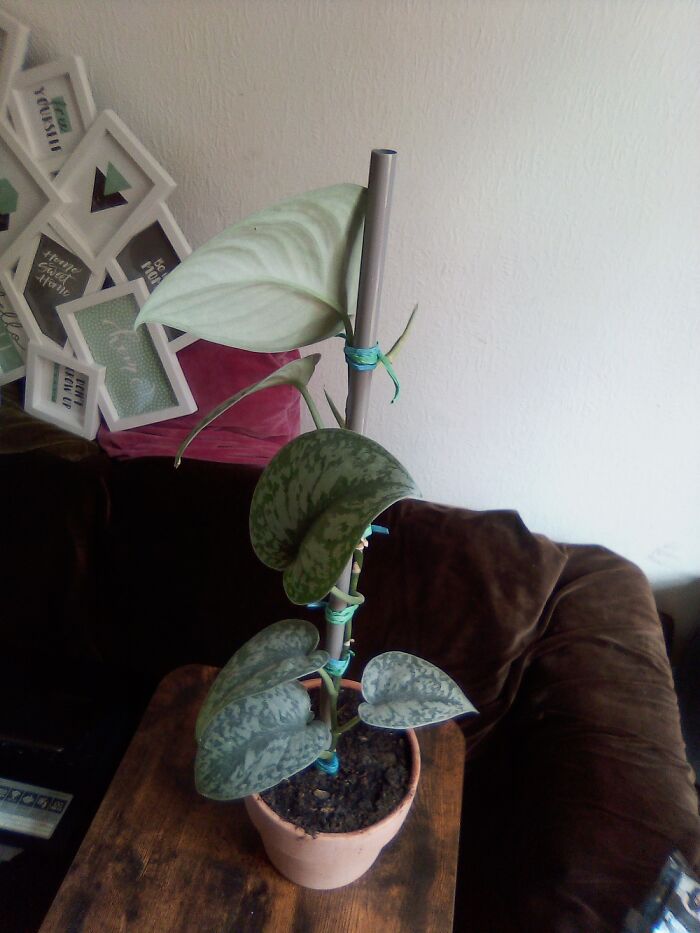 Found In A Dumpster With Only One Leaf Small And Dry. Here It Is After A Few Weeks Of Love !!