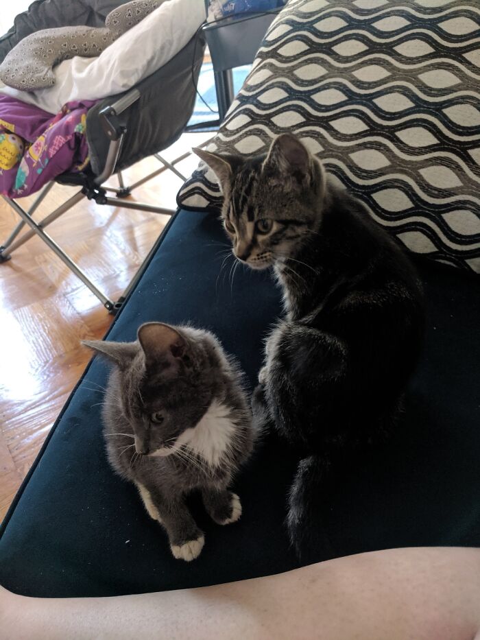 My Little Kitties, Luna And Tom. Poor Luna(Grey And White One) Was Sick But Now She Is Healthy