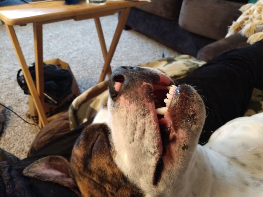 This Was 2 Days After I Rescued Him Off The Street. He Was Snoozing And Snoring. Meet Ace😀