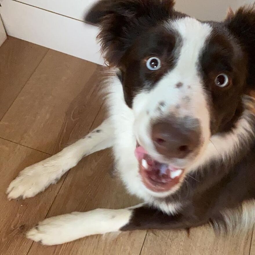 Loki Just Clowning Around ❤