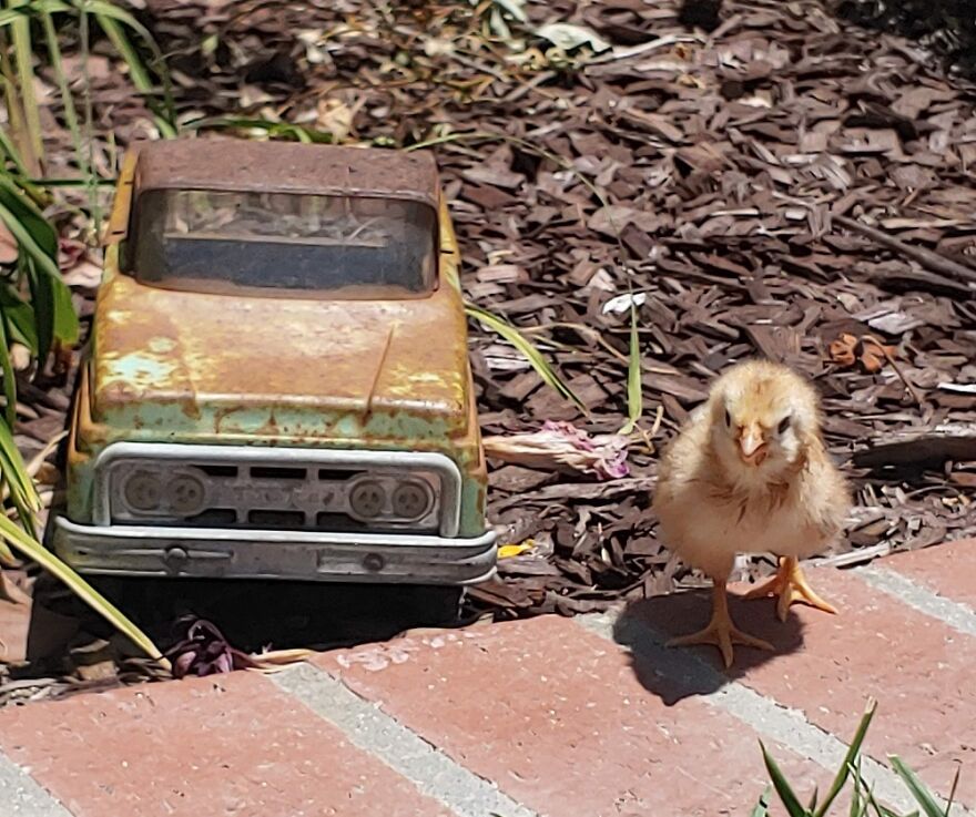 Back Away From The Truck Dude, This Chick Ain't Having It Today.