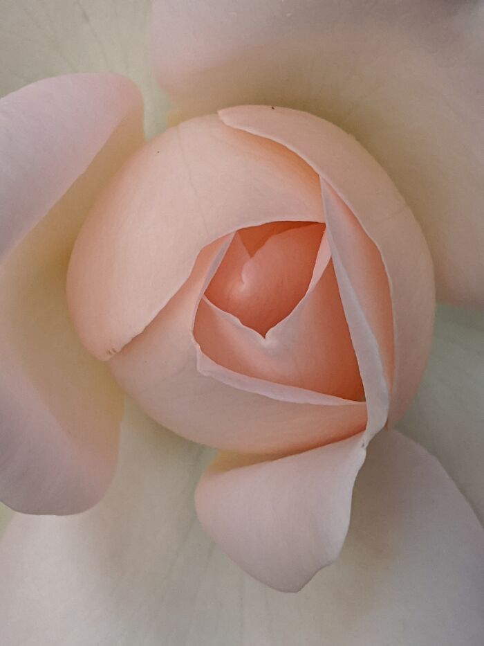 The Inside Of A Budding Flower