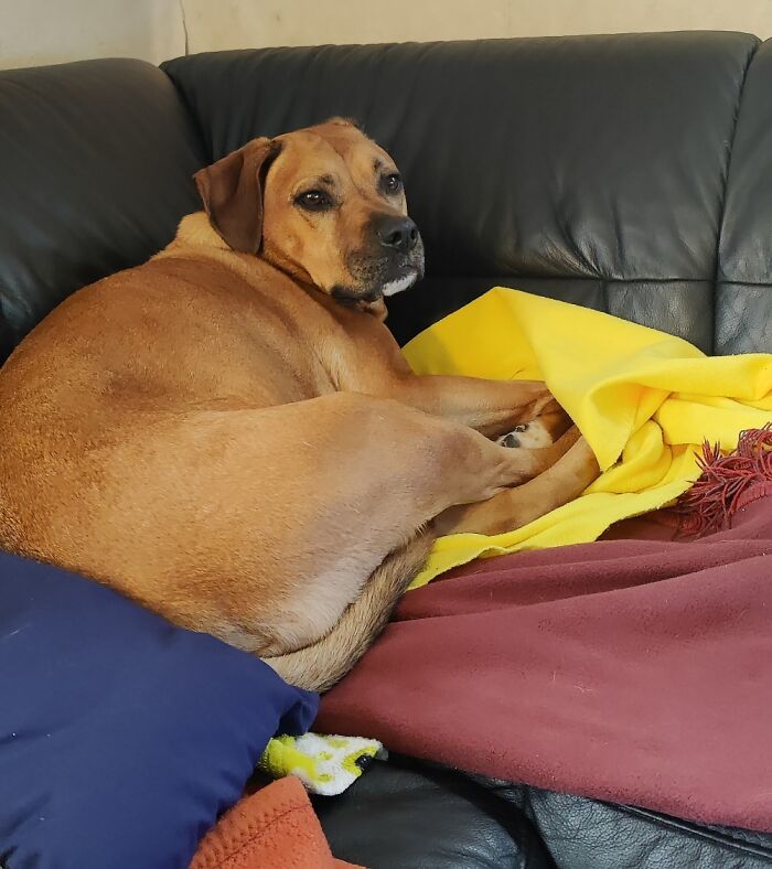 Former Street Dog, Now In His Final Home. He Is Such A Nice And Lovely Boy.