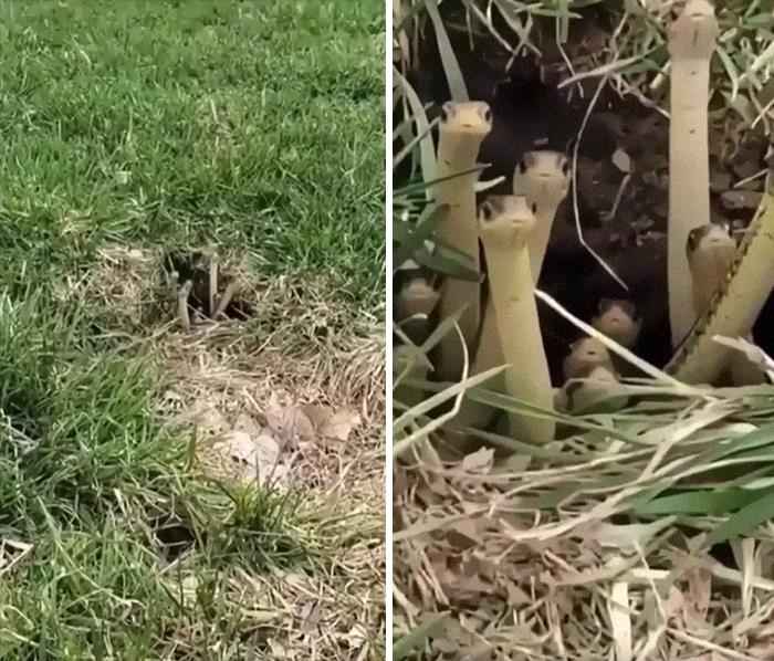 A Den Of Curious Danger Noodles