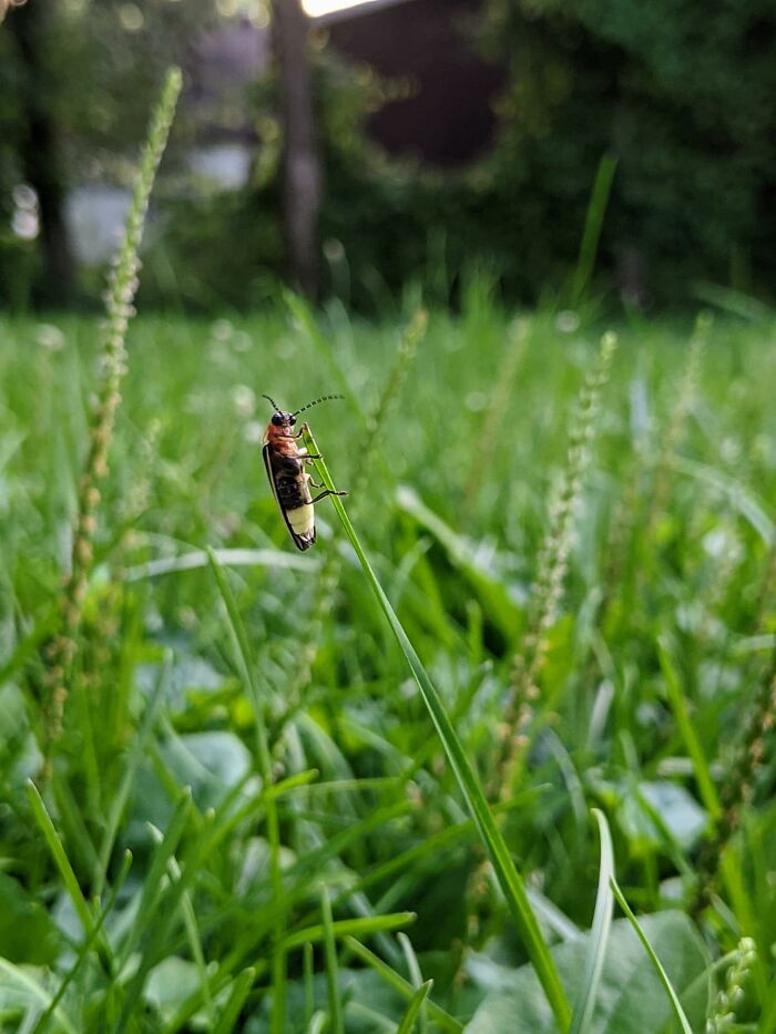 Whaddup? My Hubby Took This Photo Of A Lightning Bug And I Thought It Was So Cute!