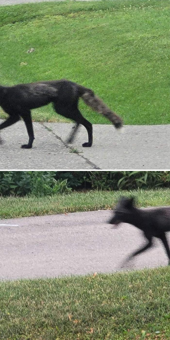 This Is A Friend's Of Mines Picture A Of A Neighborhood Black Fox