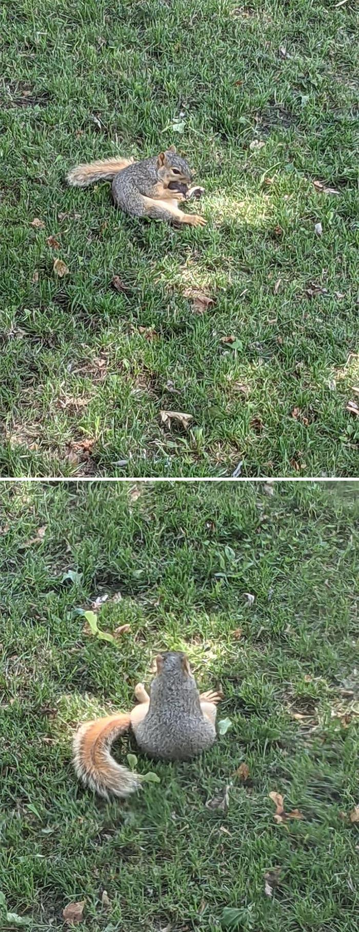 Nope, No Squirrels Here, Only People, See, I Sits Like People