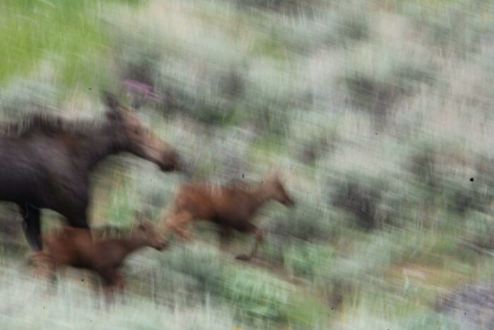 A Moose And Her Twins Transcending Space And Time