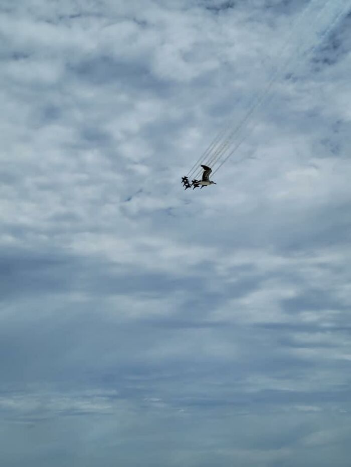I Cannot Believe The Blue Angels Ruined The Perfect Pic Of A Seagull