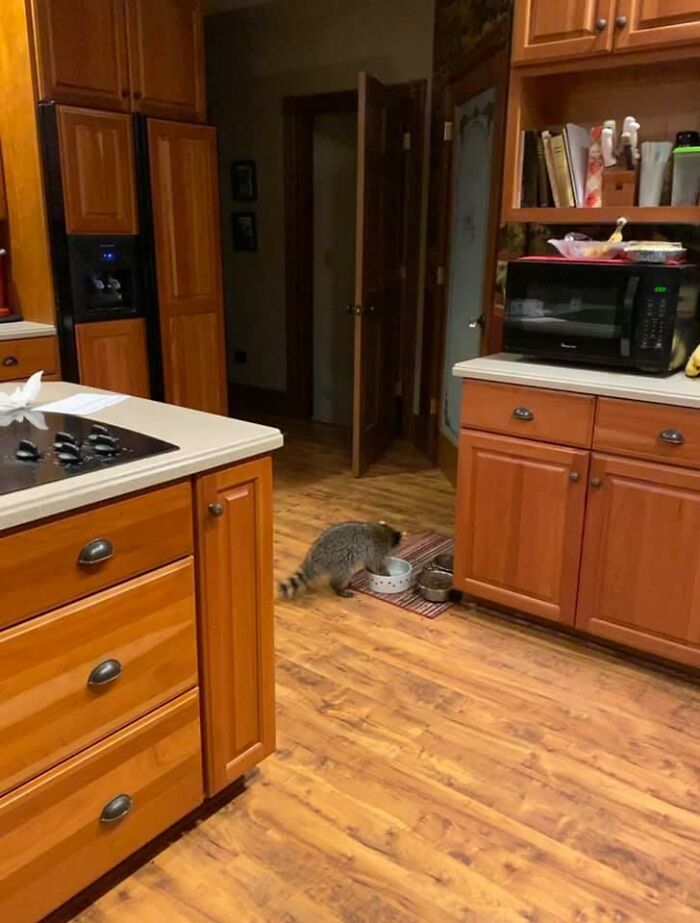 This Is Not My Cat (He’s Fine And Back Outside)