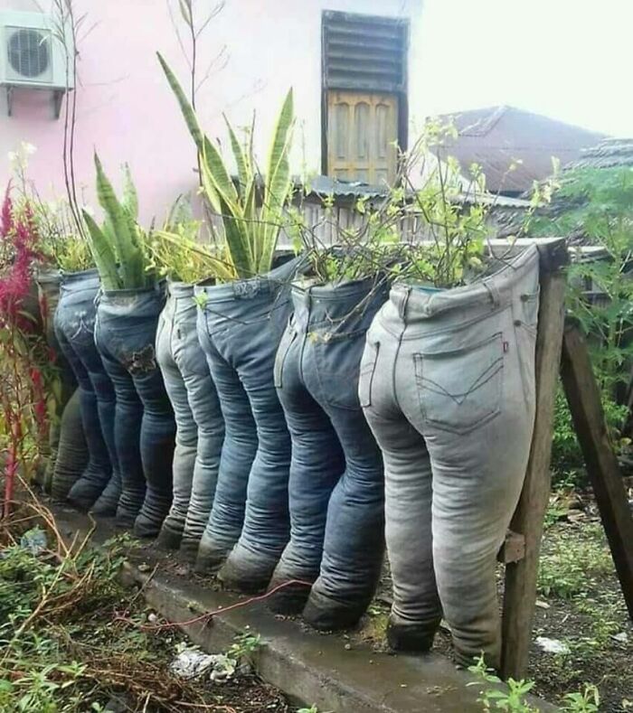 The Sisterhood Of The Traveling Plants