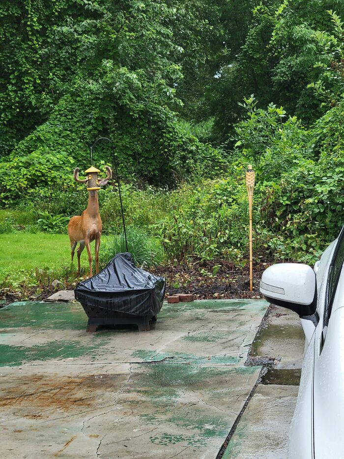 So, I Bought A Bird Feeder