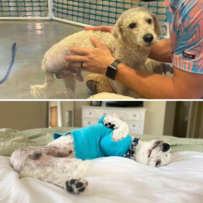 We Welcomed The Sweetest Tripawd Into Our Family Last Week!