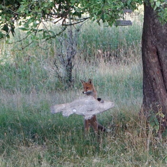 After Months Of Practicing, Mathilda Finally Mastered The Tricky Art Of "Posing Perfectly In Lush Garden With Artsy Fish"