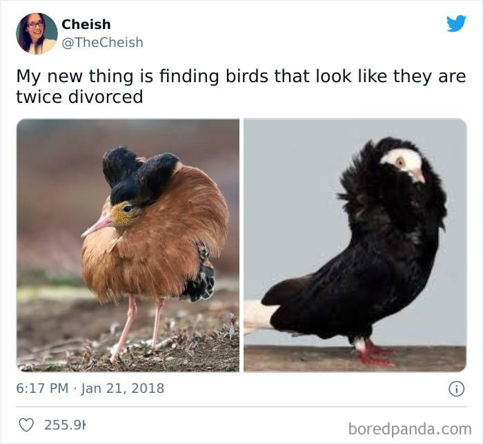 Funny-Bird-Jokes