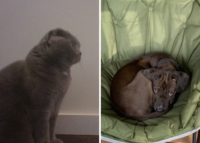 Hey Pandas, Send A Cute Image Of Your Pet (Closed)