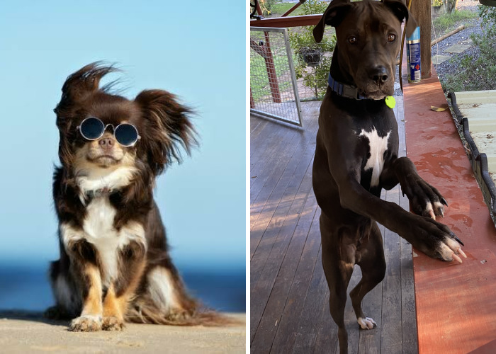 Hey Pandas, Try To Make Your Pet Pose For A Photo (Closed)