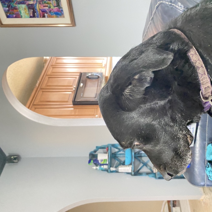 Hey Pandas, Post A Picture Of The Last Time Your Pet Was Mad At You (Closed)