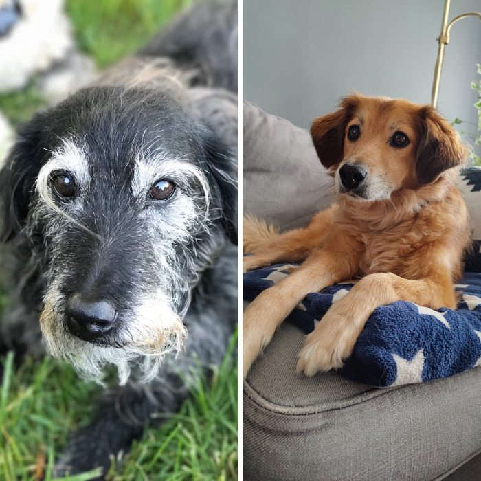 Hey Pandas, Show Me A Picture Of Your Rescue Pet (Closed)