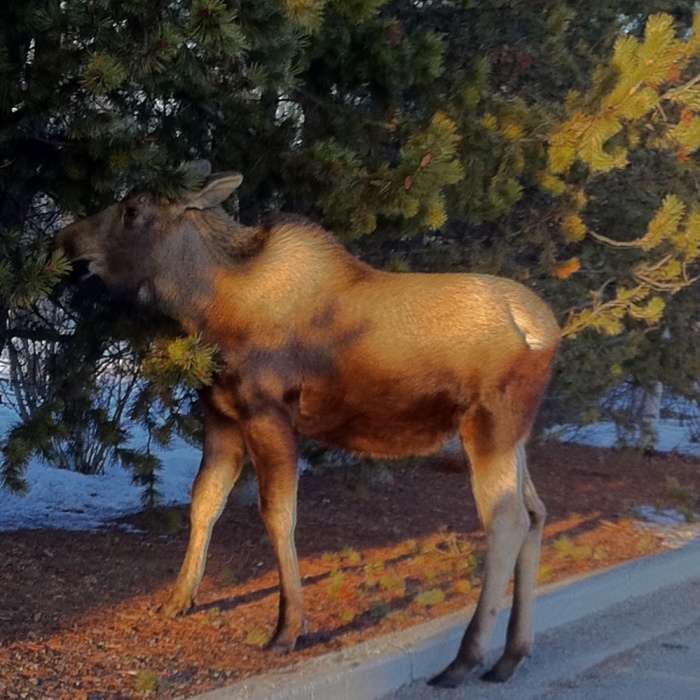 Hey Pandas, Post A Unique Wild Animal That You’ve Found