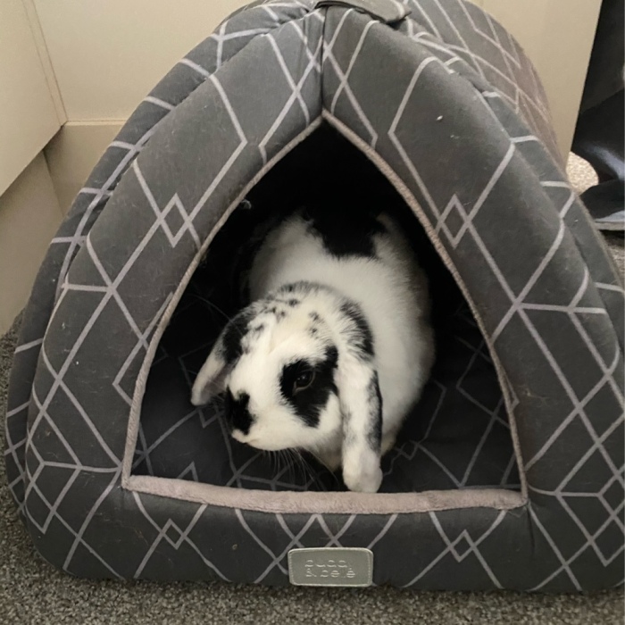 Hey Pandas, Share Your Pets Cutest Or Funniest Photo!