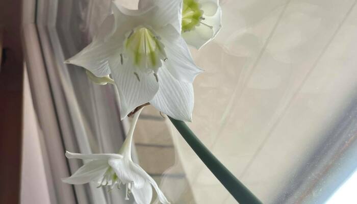 Hey Plant Parents, Show Us Your Favorite Plant (Closed)