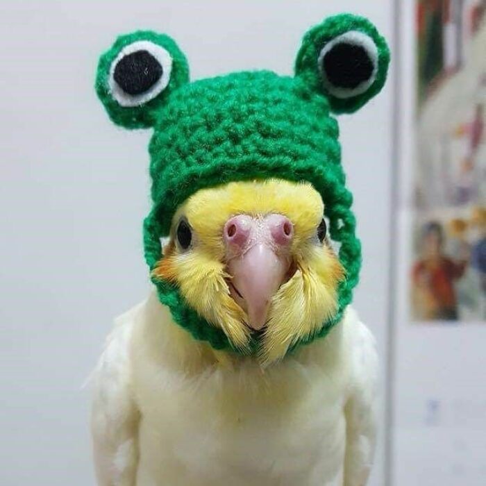 Hey Pandas, Post The Cutest Photo Of Your Bird (Closed)