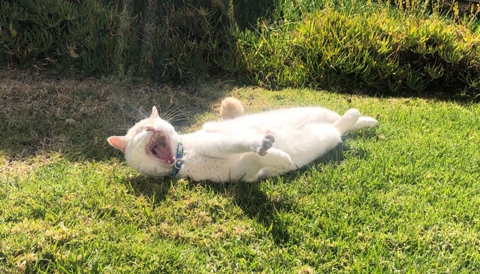 Hey Pandas, Post A Photo Of Your Pet Yawning (Closed)