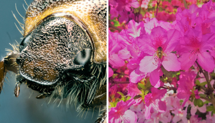 Hey Pandas, Post Your Best Macro Nature Shot (Closed)