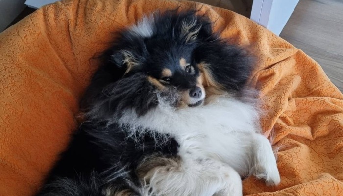 Hey Pandas, Show Me Your Pet (Closed)