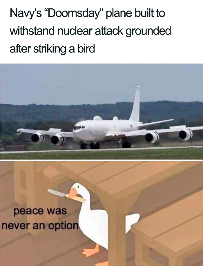 What Bird Brain Designed This?