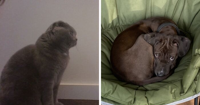 Hey Pandas, Send A Cute Image Of Your Pet (Closed)