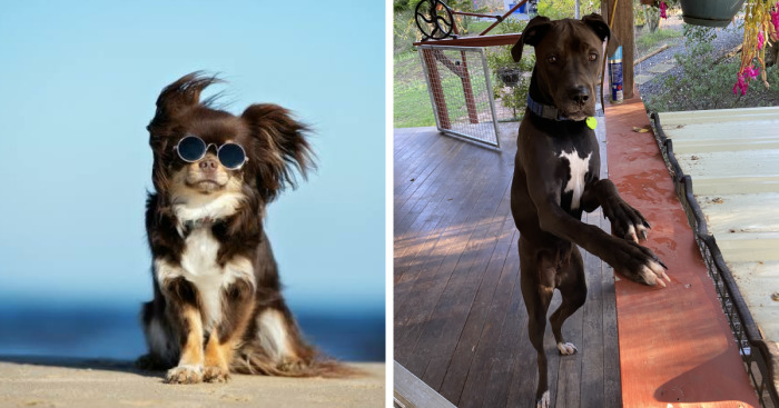 Hey Pandas, Try To Make Your Pet Pose For A Photo (Closed)