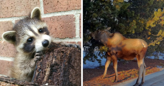 Hey Pandas, Post A Unique Wild Animal That You’ve Found