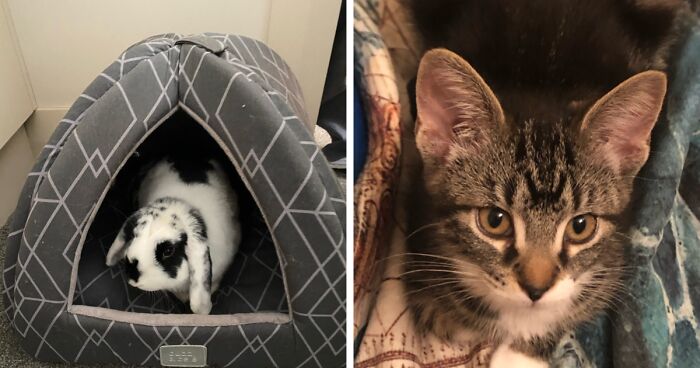 Hey Pandas, Share Your Pets Cutest Or Funniest Photo!