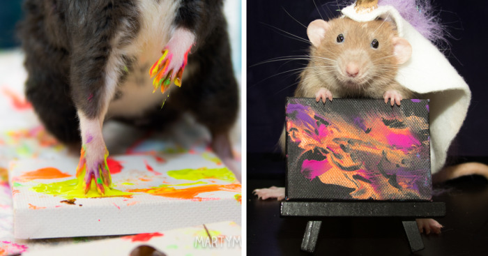 My Rats Make Art And Spread Happiness In Their Paintings