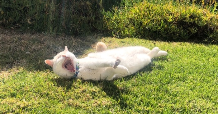 Hey Pandas, Post A Photo Of Your Pet Yawning (Closed)