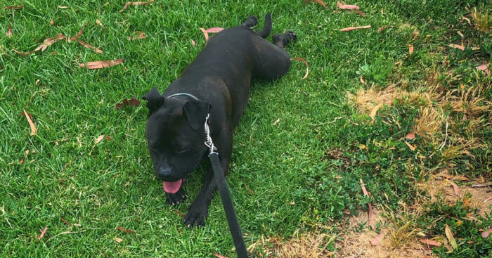 Hey Pandas, Post The Weirdest Thing Your Pets Ever Done (Closed)