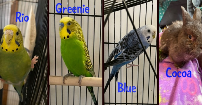 Hey Pandas, Tell Us About Your Pets (Closed)