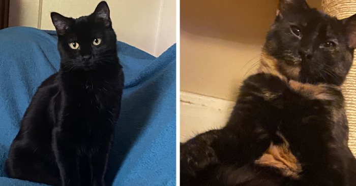 Hey Pandas, Show Your Cats (Closed)